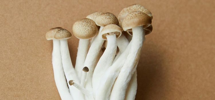 Best mushroom supplement for ADHD