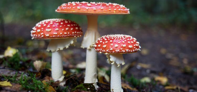Best mushroom supplement for gut health